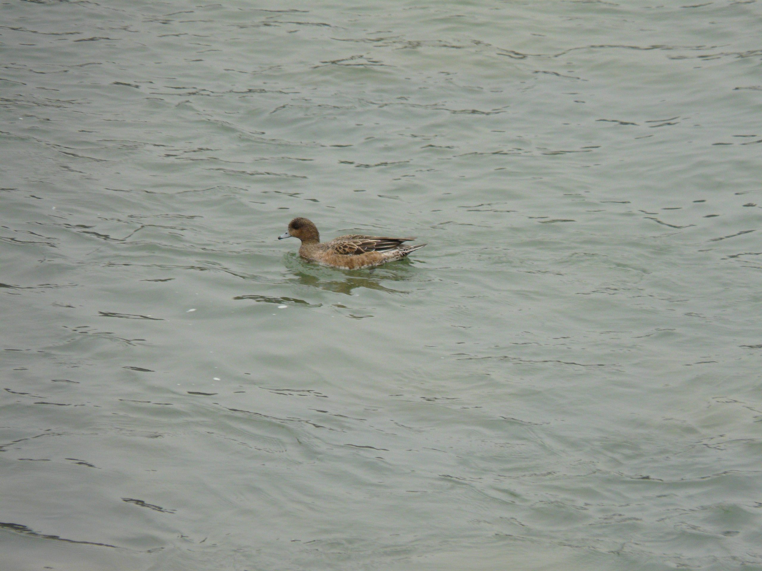 水鳥たちがほのぼのと