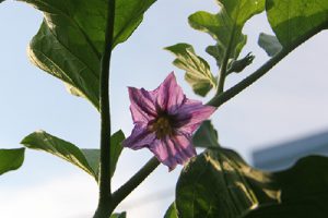 狩留家なすの花