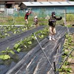 狩留家なすの植え付け